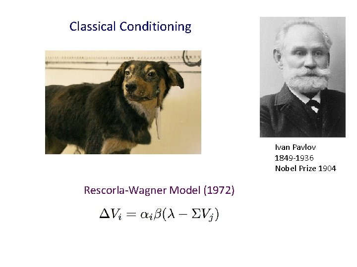 Classical Conditioning Ivan Pavlov 1849 -1936 Nobel Prize 1904 Rescorla-Wagner Model (1972) 