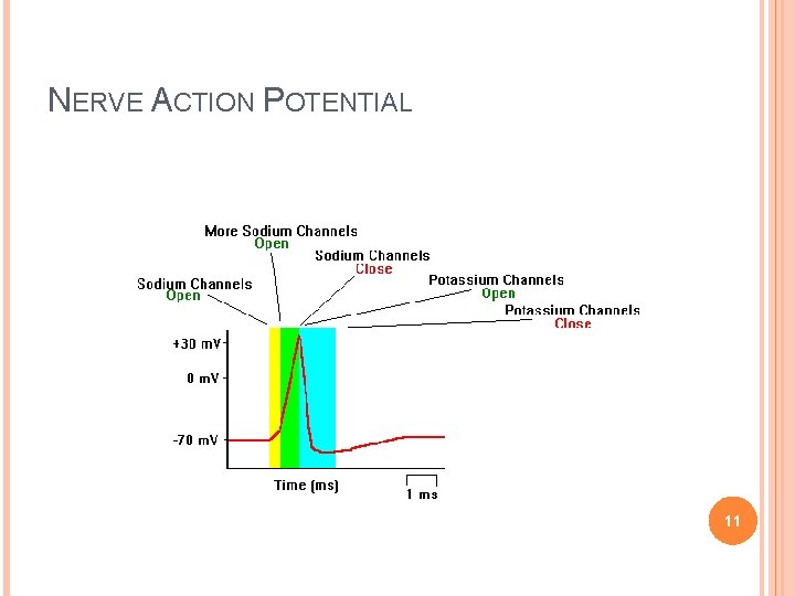 NERVE ACTION POTENTIAL 11 