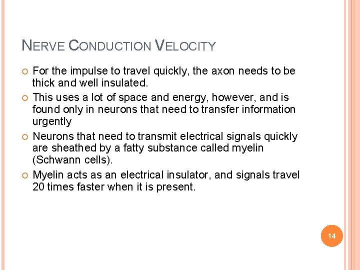 NERVE CONDUCTION VELOCITY For the impulse to travel quickly, the axon needs to be