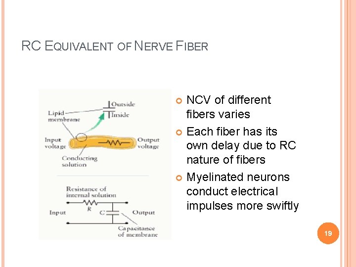 RC EQUIVALENT OF NERVE FIBER NCV of different fibers varies Each fiber has its