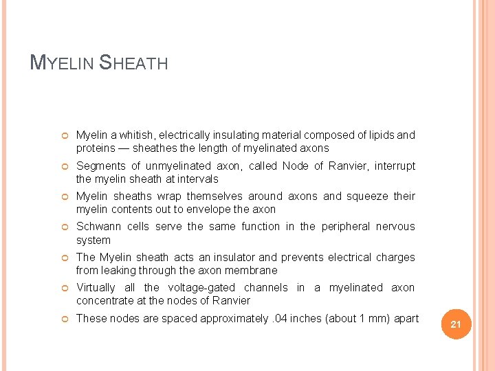 MYELIN SHEATH Myelin a whitish, electrically insulating material composed of lipids and proteins —