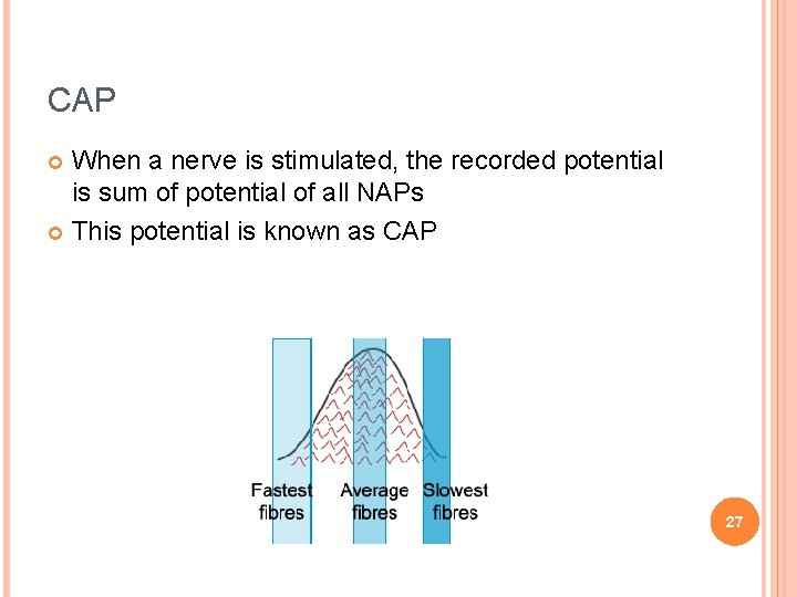 CAP When a nerve is stimulated, the recorded potential is sum of potential of