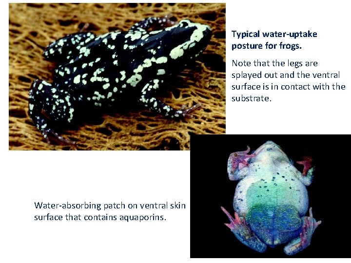 Typical water-uptake posture for frogs. Note that the legs are splayed out and the