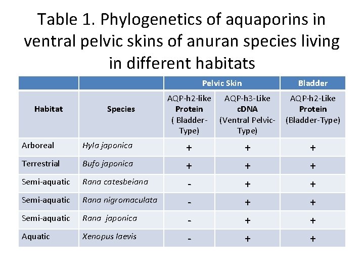 Table 1. Phylogenetics of aquaporins in ventral pelvic skins of anuran species living in