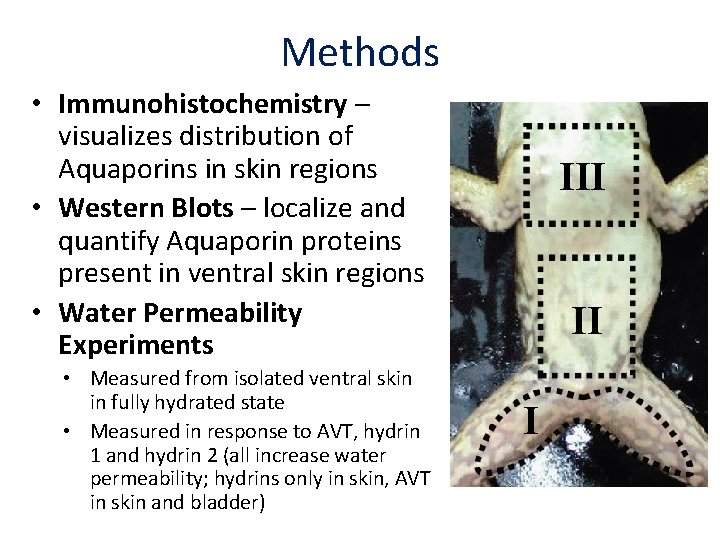 Methods • Immunohistochemistry – visualizes distribution of Aquaporins in skin regions • Western Blots