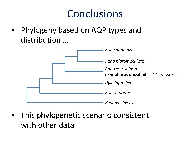 Conclusions • Phylogeny based on AQP types and distribution … Rana japonica Rana nigromaculata