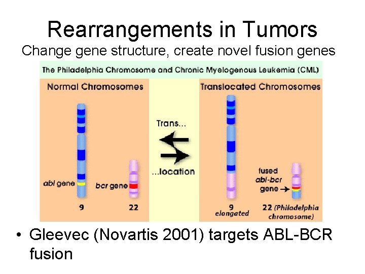 Rearrangements in Tumors Change gene structure, create novel fusion genes • Gleevec (Novartis 2001)
