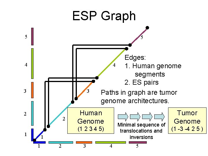 ESP Graph 5 5 4 3 3 2 2 Edges: 4 1. Human genome