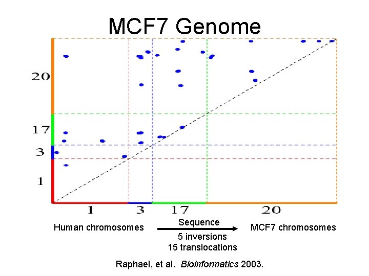 MCF 7 Genome Human chromosomes Sequence 5 inversions 15 translocations MCF 7 chromosomes Raphael,