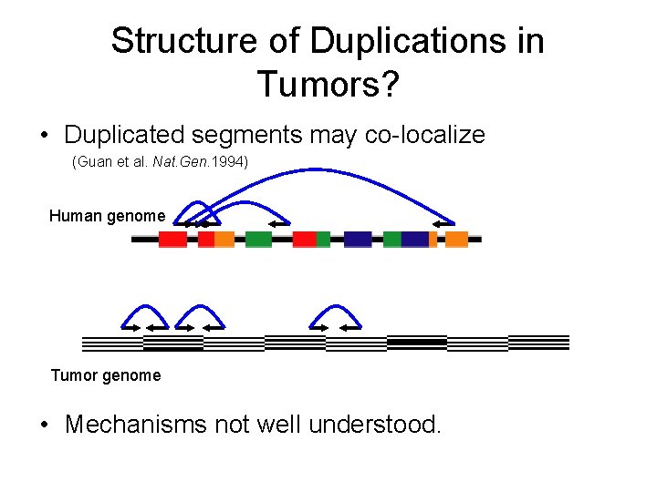 Structure of Duplications in Tumors? • Duplicated segments may co-localize (Guan et al. Nat.
