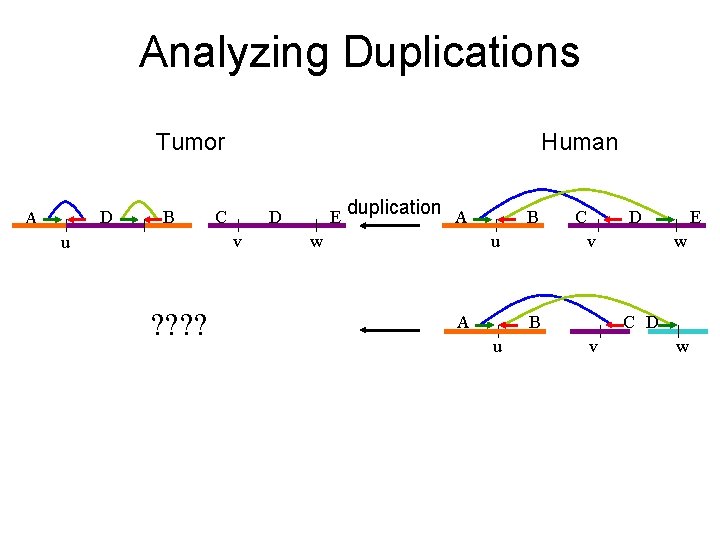 Analyzing Duplications Tumor D A B Human C D v u ? ? E