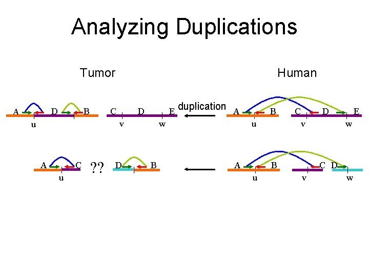 Analyzing Duplications Tumor D A B Human C D E v u A C