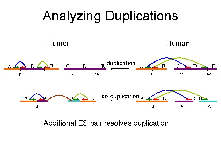 Analyzing Duplications Tumor D A B Human C D E v u A C