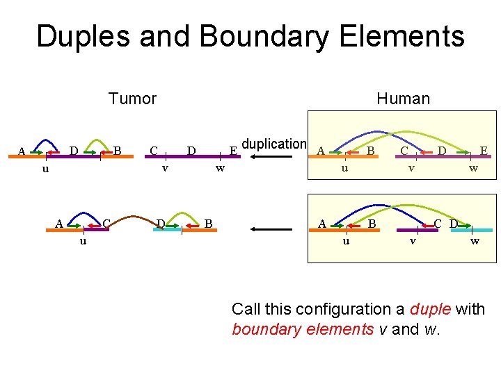 Duples and Boundary Elements Tumor D A B Human C D E v u