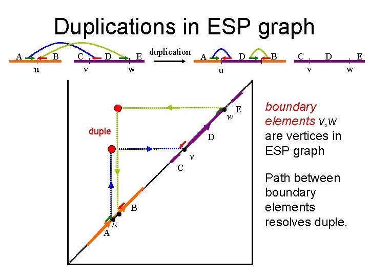 Duplications in ESP graph A B u C E duplication D v D A