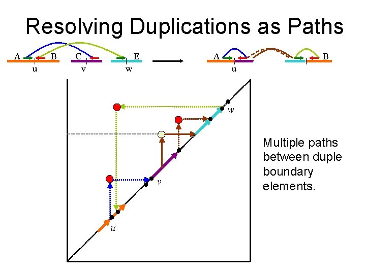 Resolving Duplications as Paths A B u C E v A w B u