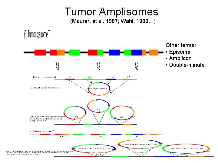 Tumor Amplisomes (Maurer, et al. 1987; Wahl, 1989…) Other terms: • Episome • Amplicon