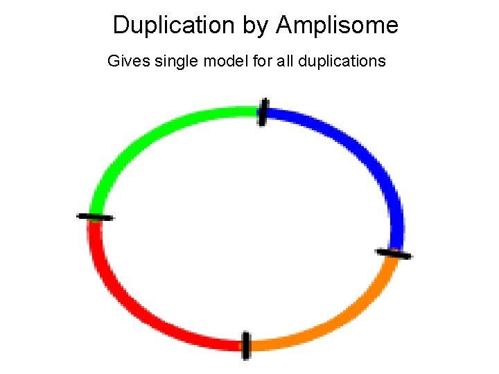 Duplication by Amplisome Gives single model for all duplications 