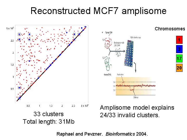 Reconstructed MCF 7 amplisome Chromosomes 1 3 17 20 33 clusters Total length: 31