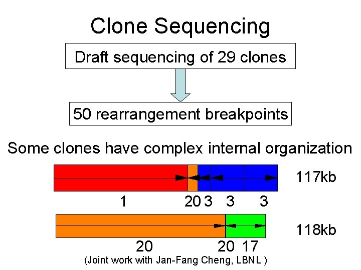 Clone Sequencing Draft sequencing of 29 clones 50 rearrangement breakpoints Some clones have complex