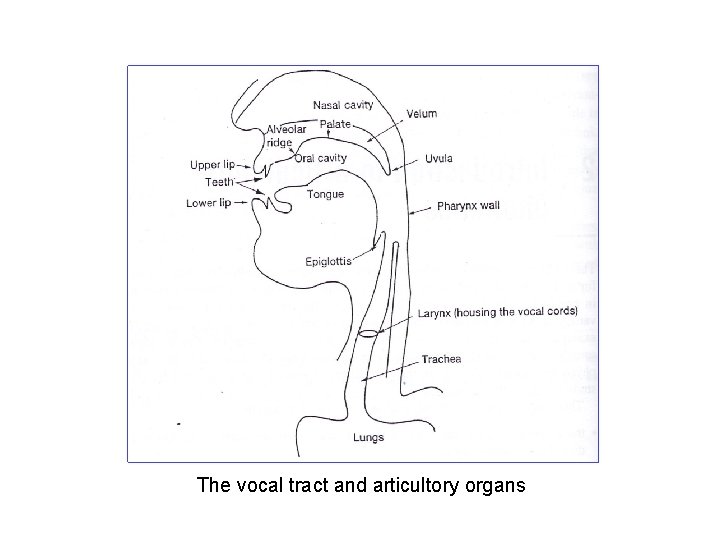 The vocal tract and articultory organs 
