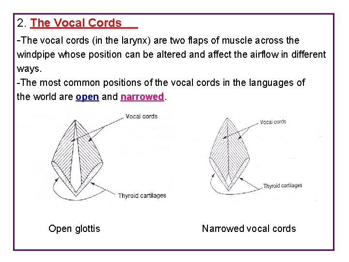 2. The Vocal Cords -The vocal cords (in the larynx) are two flaps of
