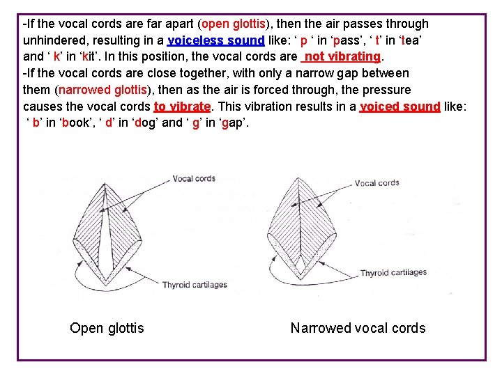 -If the vocal cords are far apart (open glottis), then the air passes through