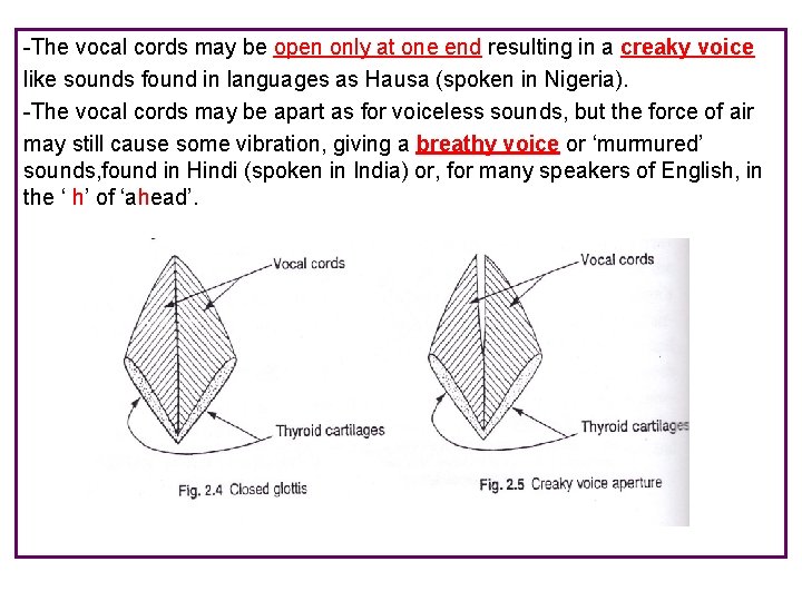 -The vocal cords may be open only at one end resulting in a creaky