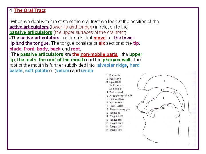 4. The Oral Tract -When we deal with the state of the oral tract