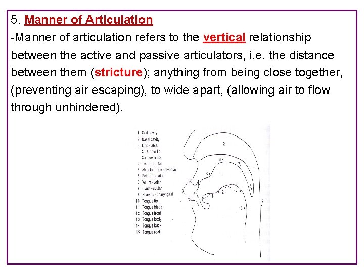 5. Manner of Articulation -Manner of articulation refers to the vertical relationship between the