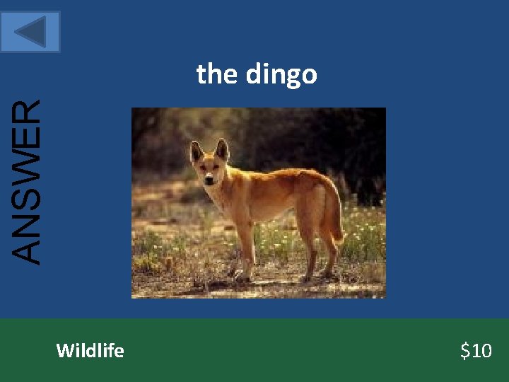 ANSWER the dingo Wildlife $10 