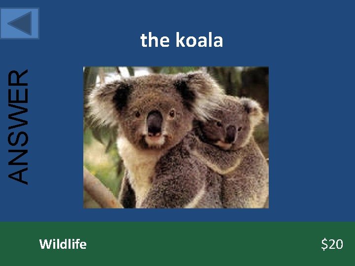 ANSWER the koala Wildlife $20 