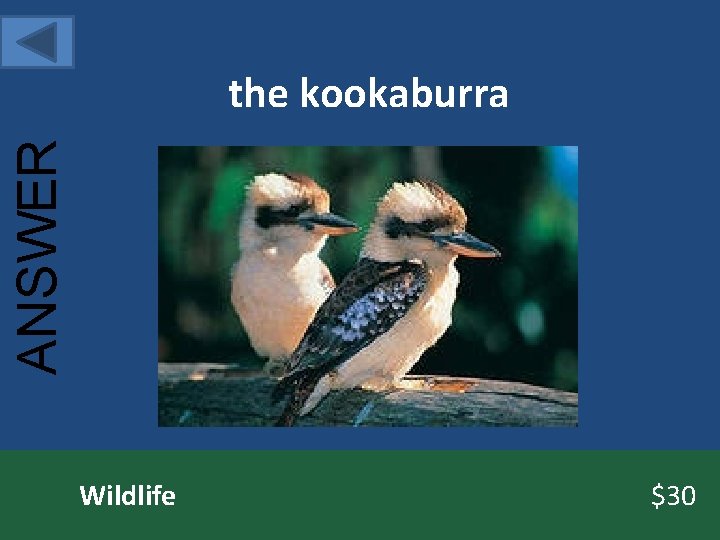 ANSWER the kookaburra Wildlife $30 