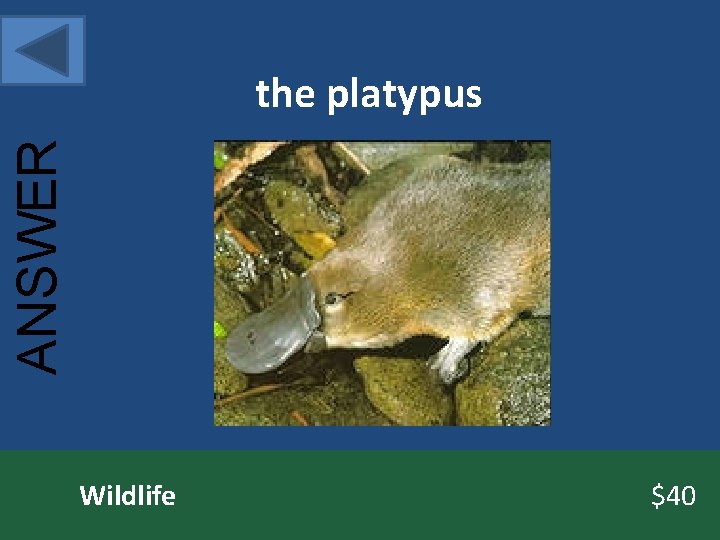 ANSWER the platypus Wildlife $40 