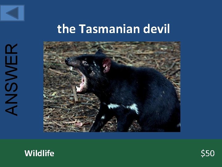 ANSWER the Tasmanian devil Wildlife $50 