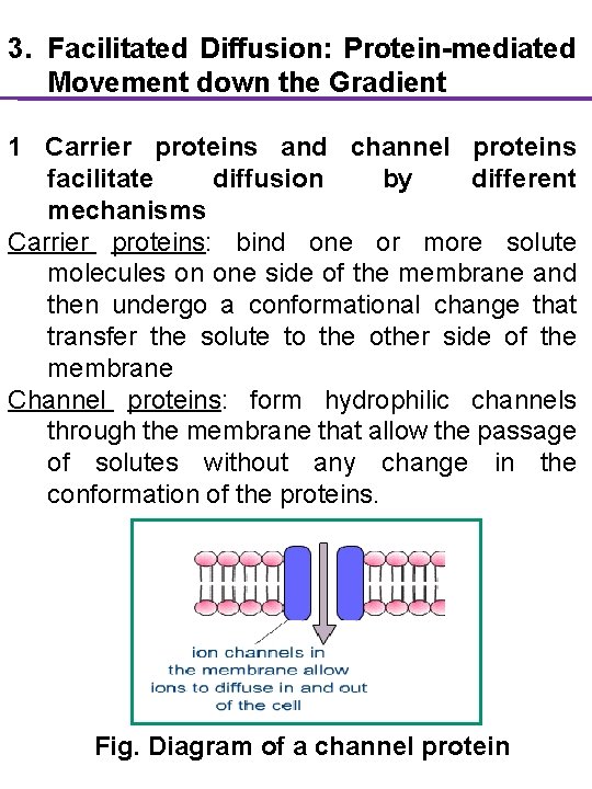 3. Facilitated Diffusion: Protein-mediated Movement down the Gradient 1 Carrier proteins and channel proteins
