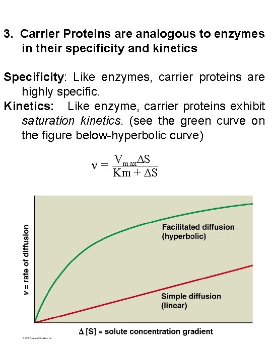 3. Carrier Proteins are analogous to enzymes in their specificity and kinetics Specificity: Like