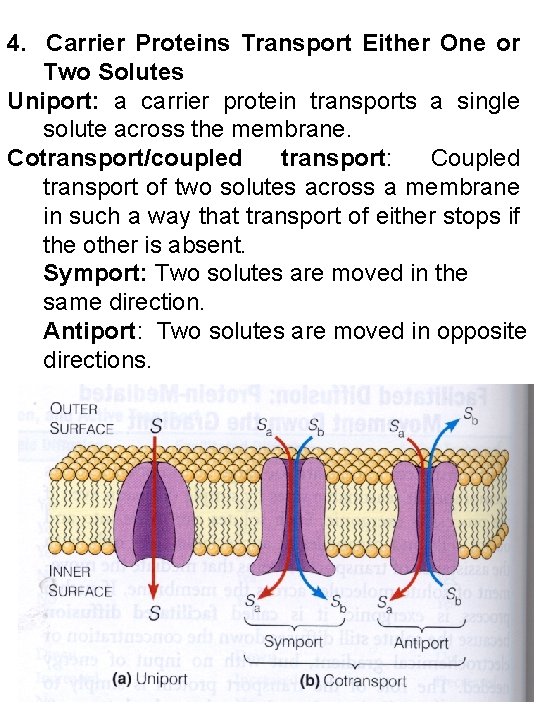 4. Carrier Proteins Transport Either One or Two Solutes Uniport: a carrier protein transports