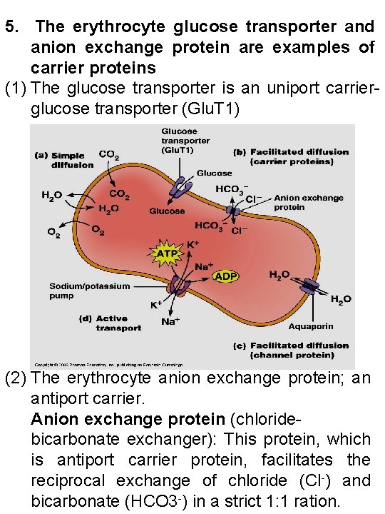 5. The erythrocyte glucose transporter and anion exchange protein are examples of carrier proteins