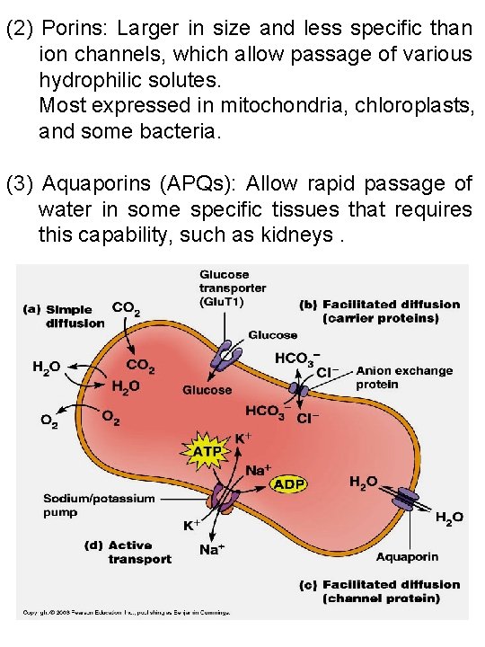 (2) Porins: Larger in size and less specific than ion channels, which allow passage