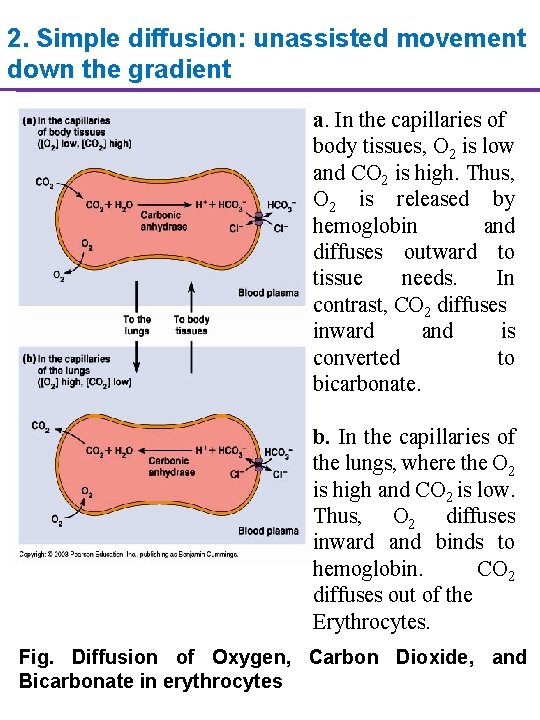 2. Simple diffusion: unassisted movement down the gradient a. In the capillaries of body