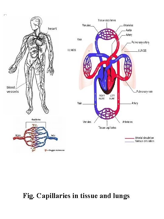 Fig. Capillaries in tissue and lungs 