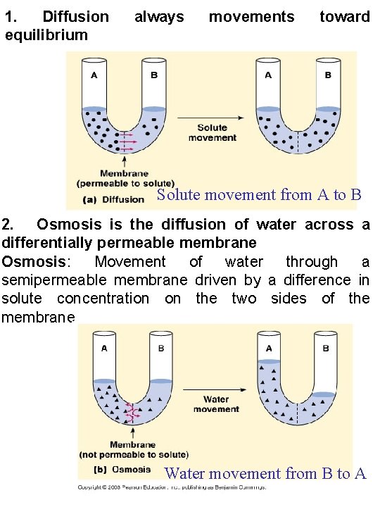 1. Diffusion equilibrium always movements toward Solute movement from A to B 2. Osmosis