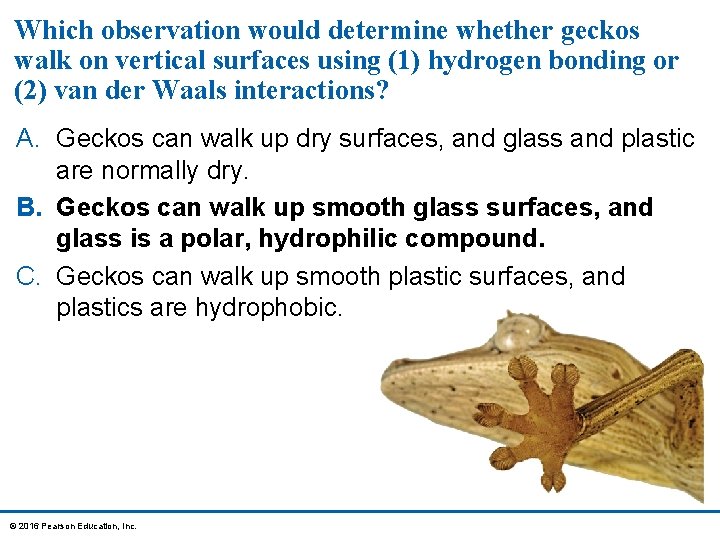 Which observation would determine whether geckos walk on vertical surfaces using (1) hydrogen bonding