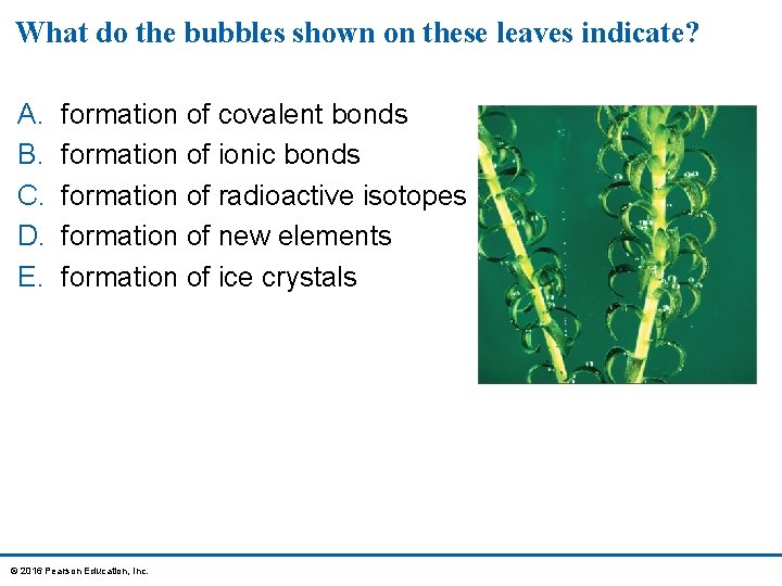 What do the bubbles shown on these leaves indicate? A. B. C. D. E.