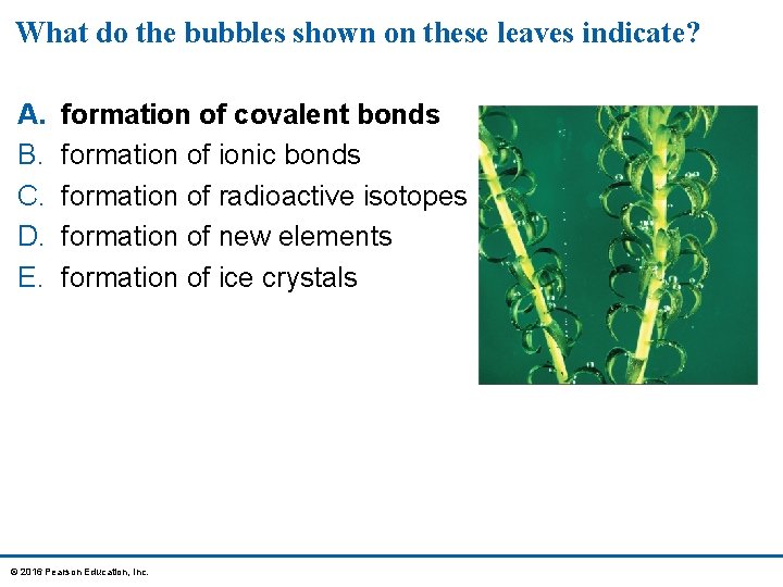 What do the bubbles shown on these leaves indicate? A. B. C. D. E.