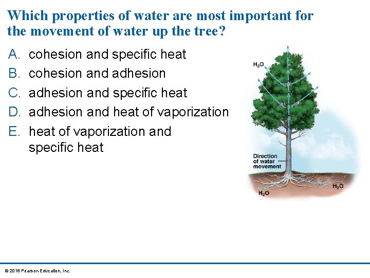 Which properties of water are most important for the movement of water up the