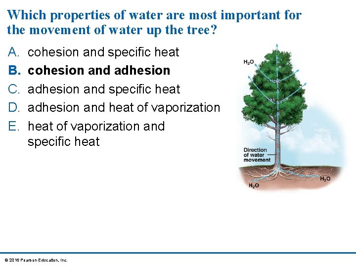 Which properties of water are most important for the movement of water up the