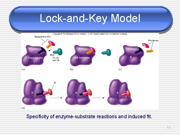 Lock-and-Key Model Specificity of enzyme-substrate reactions and induced fit. 11 