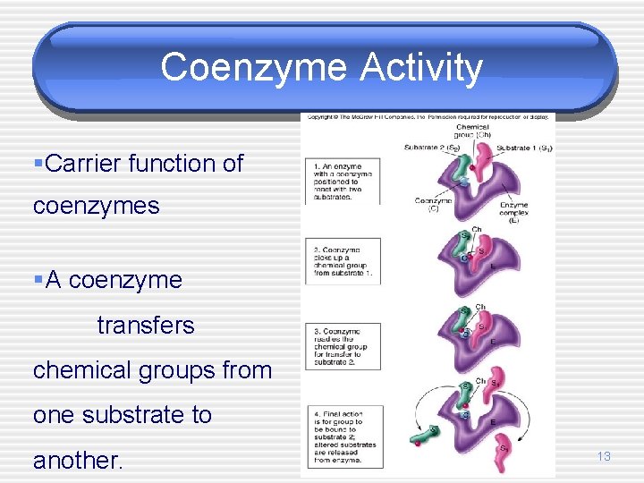 Coenzyme Activity §Carrier function of coenzymes §A coenzyme transfers chemical groups from one substrate